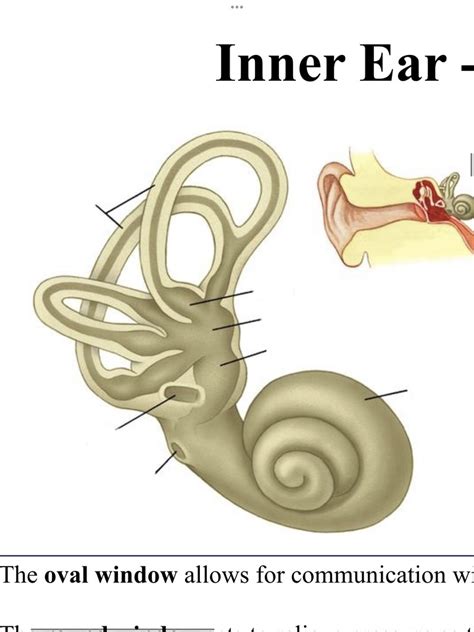 Ear Bony Labyrinth Diagram Quizlet