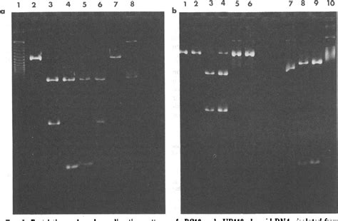 Figure From Bacillus Megaterium Semantic Scholar