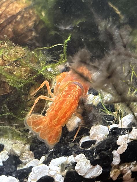 Help with a molting crayfish : r/Crayfish