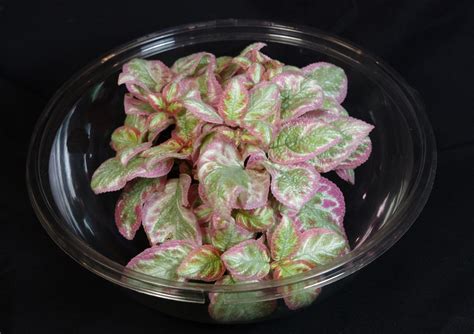 Episcia ‘unpredictable Valley Gesneriad Reference Web