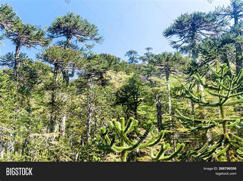 Araucaria Forest Image & Photo (Free Trial) | Bigstock