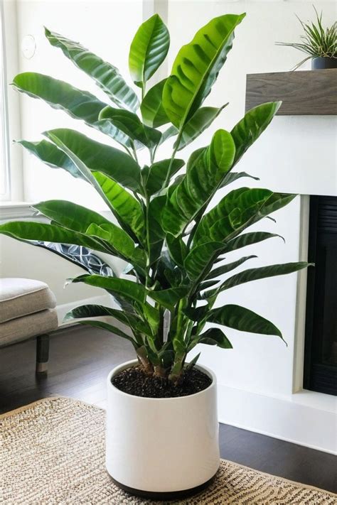 13 Best Indoor Plants For Health