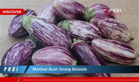 Ketahui Manfaat Buah Terong Belanda Yang Wajib Kamu Intip