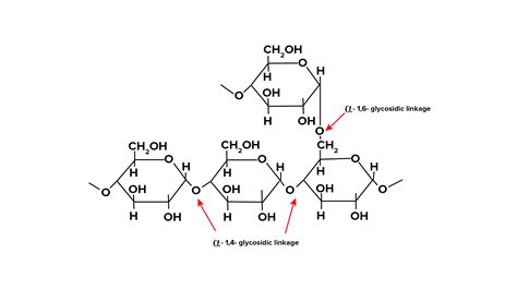 Glycogen Is A Polymer Of Repeating Unit Of Glycogen Is