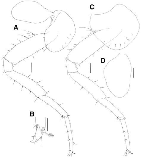 Two new species of pontogeneiid amphipods (Crustacea, Senticaudata ...