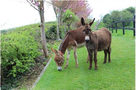 Donkey Sanctuary | Pet Farm | Mallow | Cork