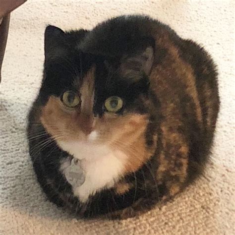 Baking The Perfect Loaf In 2021 Purrfect Cats Cat S