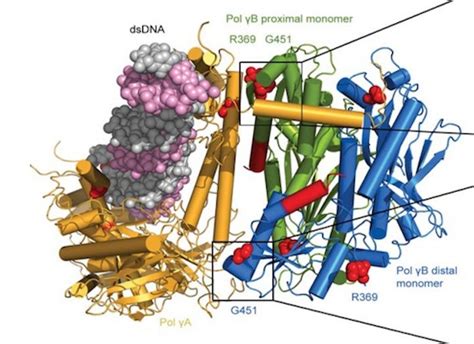 Structural Basis For Processivity And Antiviral Drug Toxicity In Human