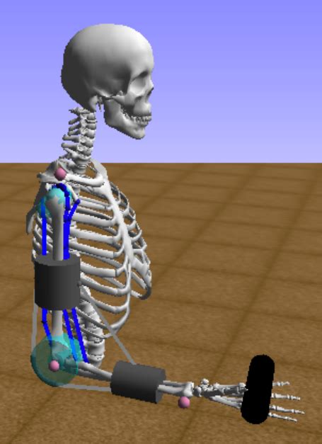 Elbow Flexion In OpenSim With The Arm26 Musculoskeletal Model