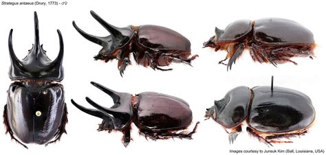 [Scarabaeidae] Strategus antaeus (Drury, 1773) | Insect Brothers