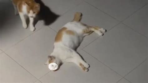 Viral Banyak Kucing Mati Diduga Diracun Di Perumahan Patraland Place