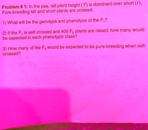 Solved Problem 1 In The Pea Tall Plant Height T Is Dominant Over