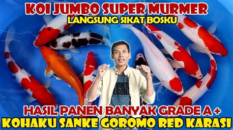 GERCEP KOI JUMBO GRADE A TOP HARGANYA KOHAKU SANKE GOROMO DOISTU