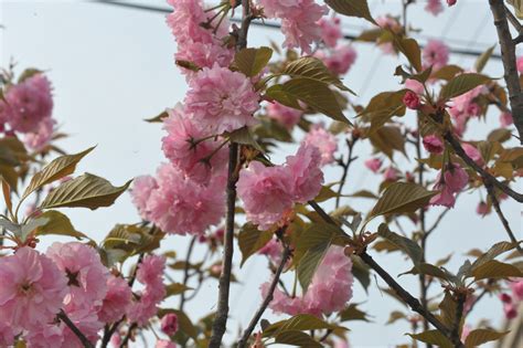 Free Images Branch Flower Petal Food Spring Produce Cherry