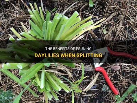 The Benefits Of Pruning Daylilies When Splitting ShunCy