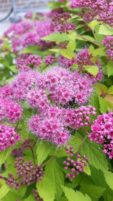 Magic Carpet Spirea 2 Container Grimms Gardens Magic Carpet