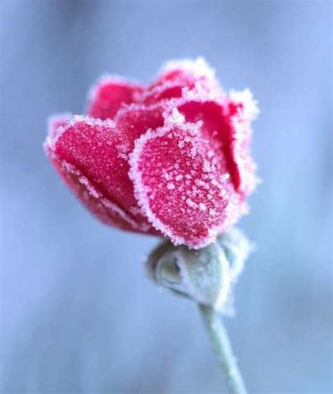 Pin By Seniha Sari On G L In Frozen Rose Flowers Christmas