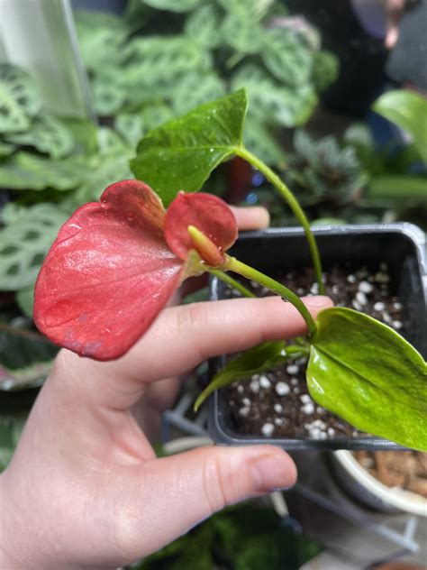 My Anthurium “flower” Spathe Grew Another Spathe R Mildlyinteresting