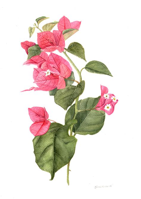 Bougainvillea Watercolor L Botanical Illustration Behance