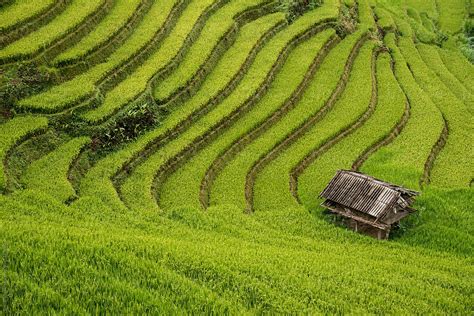 Vietnamese House On Rice Field By Stocksy Contributor Bisual Studio