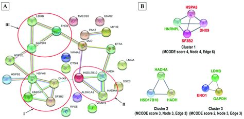 String Functional Protein Association Network Of Allysine Host