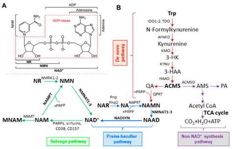 Genes Free Full Text Nad Metabolism And Diseases With Motor