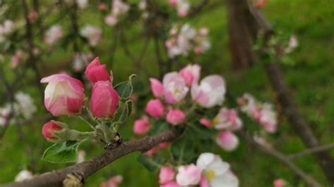 Bildet vår wiosna kwiat pogoda blomst blomstrende plante anlegg