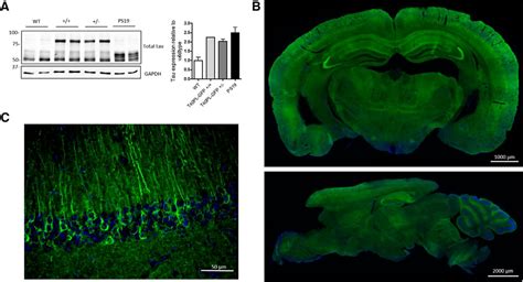 Gfp Mutant Human Tau Transgenic Mice Develop Tauopathy Following Cns