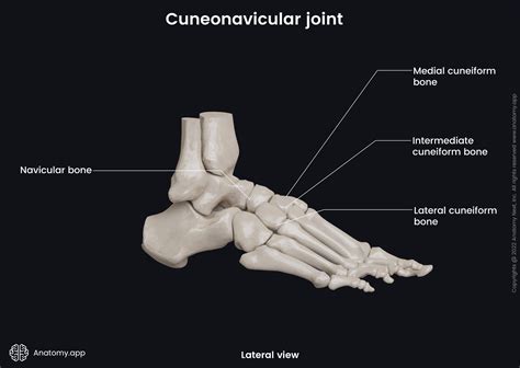 Cuneonavicular joint | Encyclopedia | Anatomy.app | Learn anatomy | 3D ...