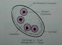 Image Result For E Nana Cyst Medical Laboratory Science Medical