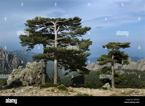 European Black Pine Austrian Pine Black Pine Corsican Pine Pinus