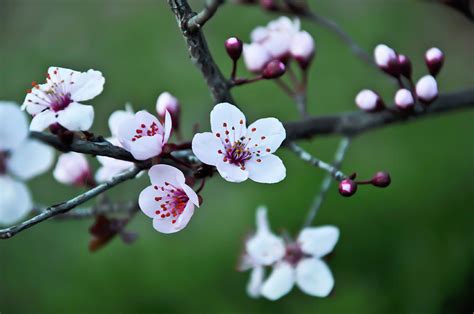 Plum Tree Blossom Photograph by Marie Janssen - Fine Art America