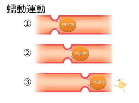 腸の蠕動運動を促進する方法と食事、注意点 トリビアーノ