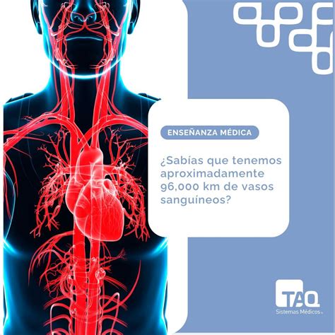 Km De Vasos Sanguineos - ¿Sabías que tenemos aproximadamente 96,000 km de vasos sanguíneos en ...