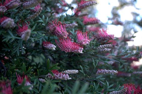 One My Favourite Grafted Grevillea Standards Grevillea ‘green Glow