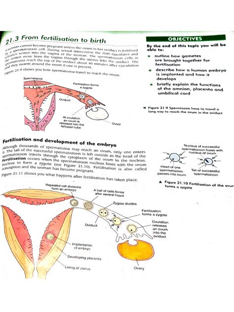 Fertilization, Implantation and Birth | PDF