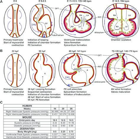 Heart 5 Stages Of Development