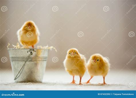 Little Cute Baby Chicks In A Bucket Playing At Home Stock Photo