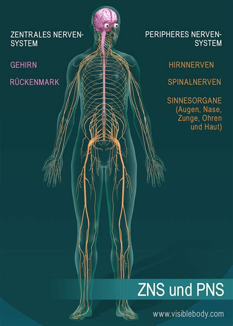 Wie Funktioniert Das Nervensystem Quenyn Jolie