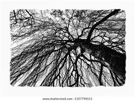 Naked Trees Crossed Branches Silhouette Foliage Stock Photo Shutterstock