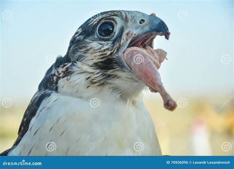 Falcon In The Desert Of Abu Dhabi, UAE, Closeup Of Falcon Bird Or Bird ...