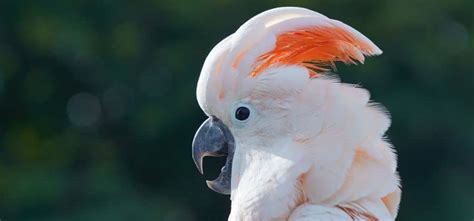 How Much Is A Pink Cockatoo? - How Birds