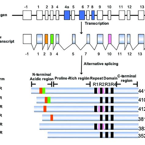 Model For The Assembly And Processing Of Tau Proteins In Paired