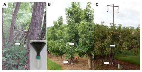 Spore Dispersal Patterns Of Colletotrichum Fioriniae In Orchards And