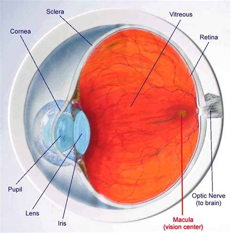 Detached Retina. Causes, symptoms, treatment Detached Retina