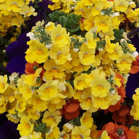 Nemesia Flower Wiki | Best Flower Site