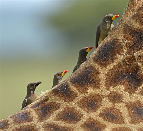 Photo of the Day: Yellow-billed Oxpeckers | Audubon