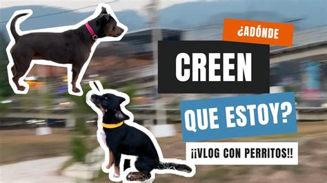 D Nde Salgo A Pasear Con Mis Perritas El Salvador Perritos Mascotas