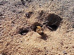 Category:Crabronidae nests - Wikimedia Commons