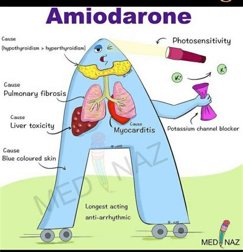 Amiodarone | Nursing school survival, Nursing school essential, Nursing ...